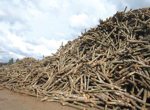 The price of rubber wood increased: Need to manage closely to avoid risks