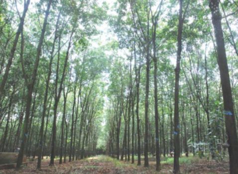 BINH PHUOC: Household afforestation in rubber price storm 