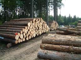Wood materials: Increased plantation area