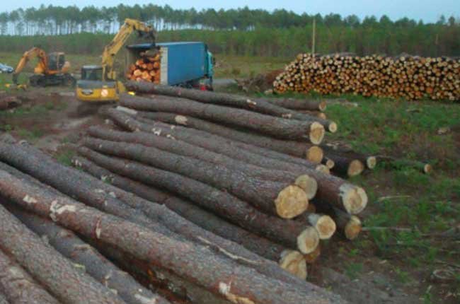 Lumber imports rounded body