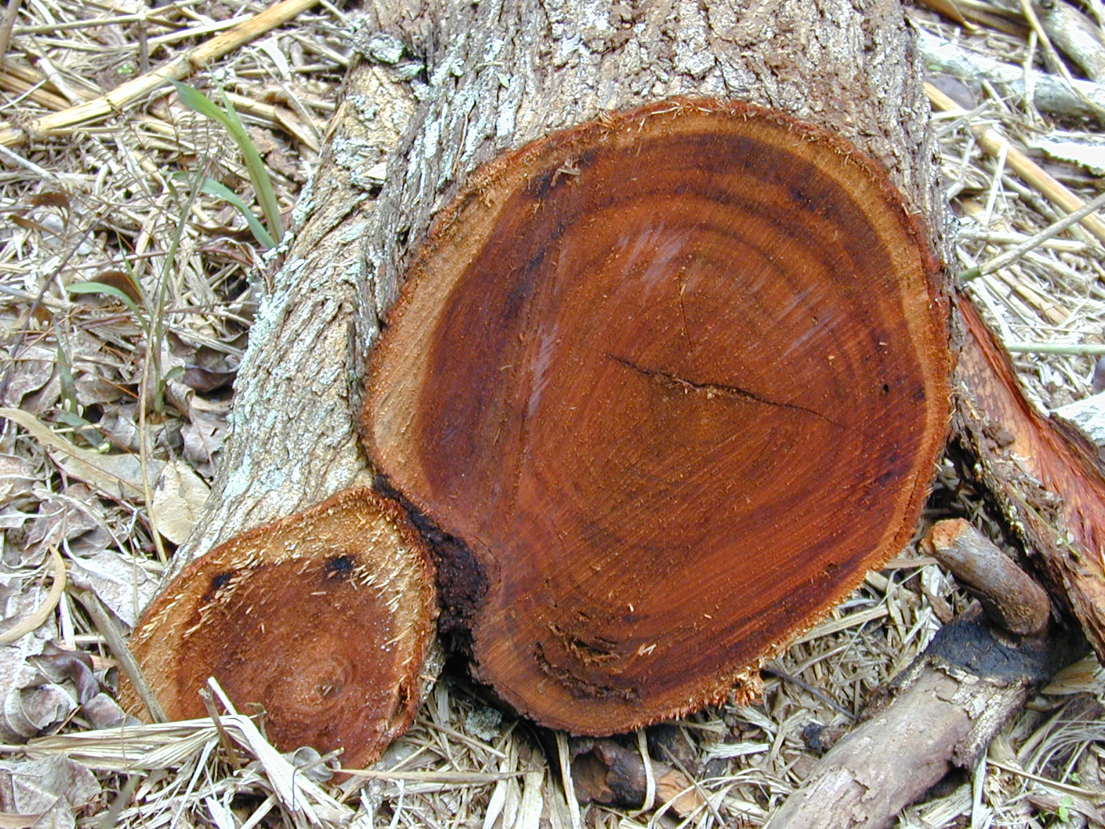 Acacia wood natural